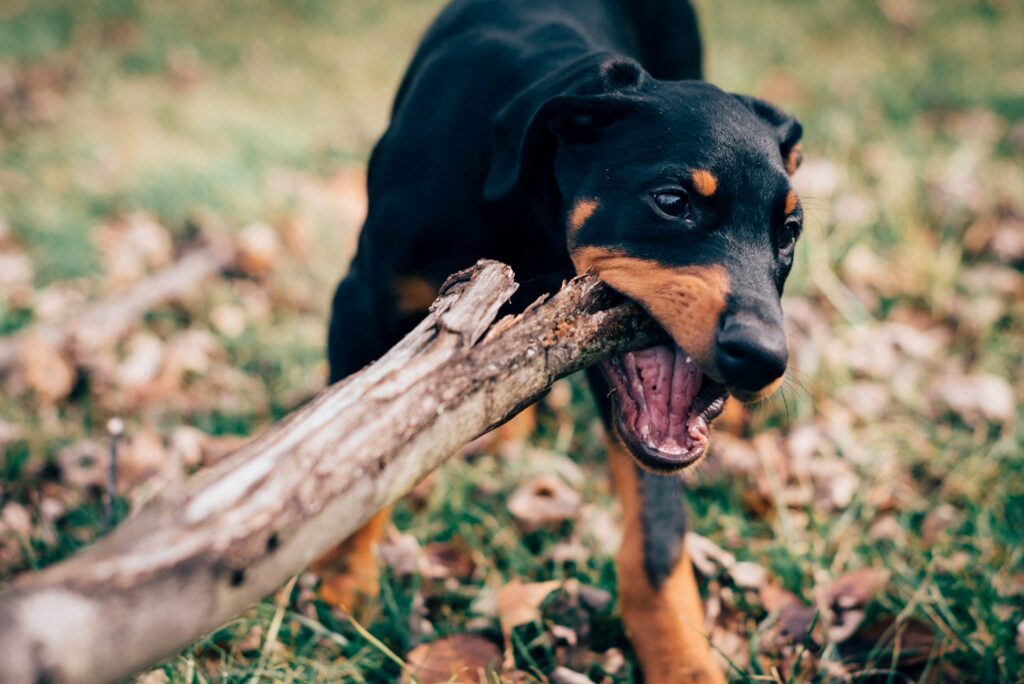 dog bite