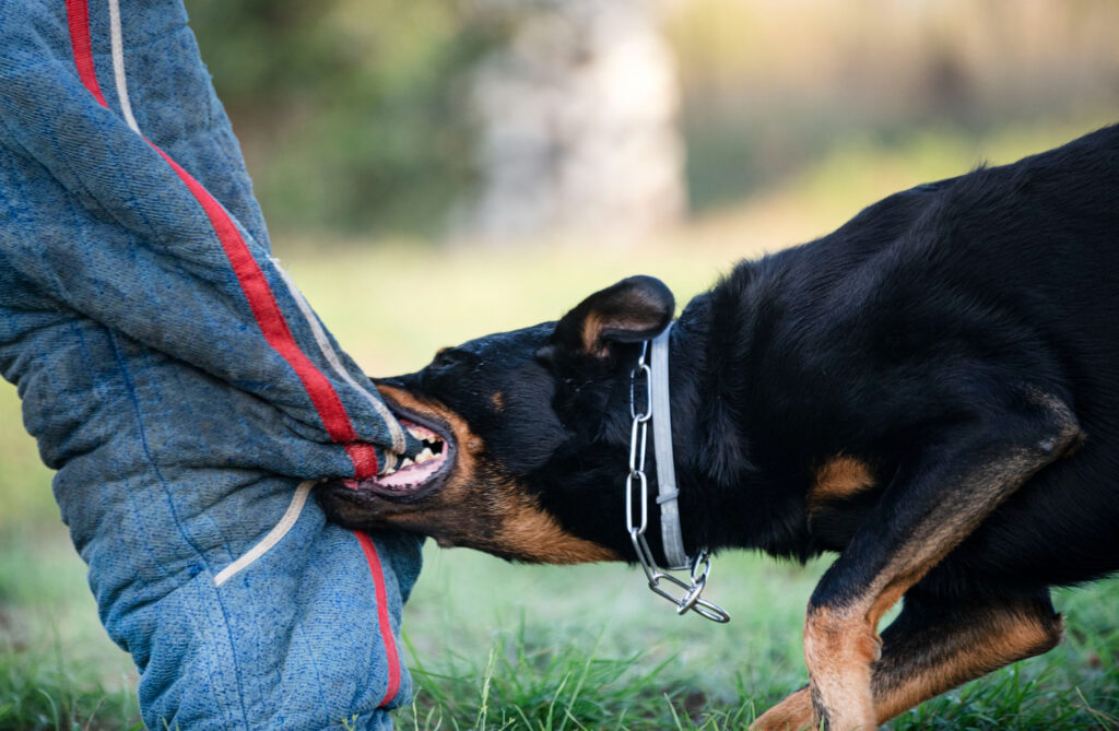 Dog Bites
